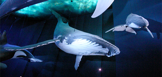 大洋博物馆的海洋巨型动物展览