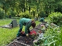 Friedhofsgärtner pflanzen 10.500 Eisbegonien für den Sommer