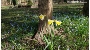 Frühblüher auf dem Zentralfriedhof