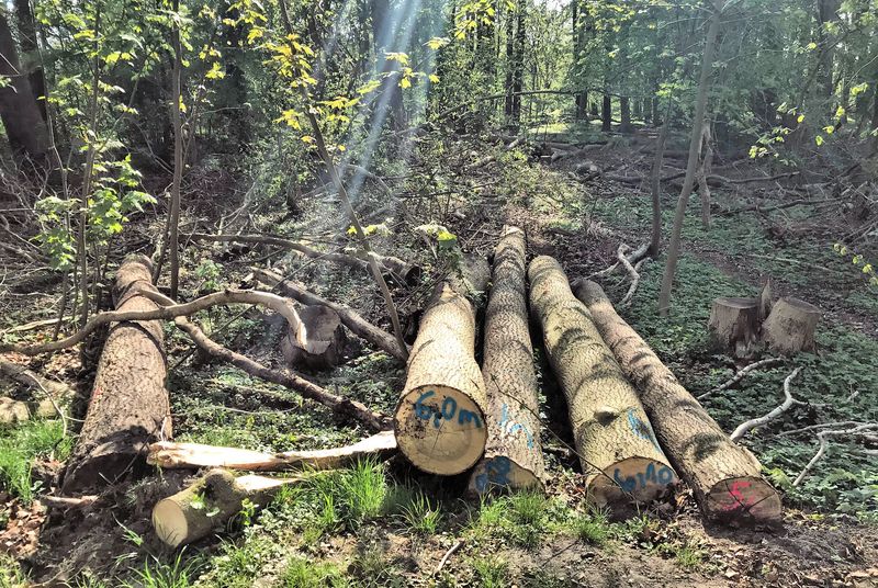 Baumfällungen im Stadtwald