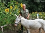 Am Sonnenblumenbeet testet Zootierpfleger und Meister der Pferdezucht Rüdiger Banditt, ob Asinaraesel Biscotto sich bei einem Zoorundgang ablenken lässt