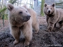 Die beiden Bären toben um die Wette - links Linda und rechts Suriyah