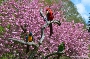 Eine elfköpfige Aragruppe nutzt die farbenprächtige Kulisse der Zierkirschblüte im Zoo Stralsund gern als Präsentationshintergrund.