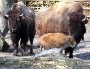 Bisonkuh Wanda mit Kalb , daneben eine weitere Bisonkuh aus dem Zoo Stralsund