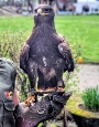 Gesucht wird Milow, der Steppenadler, aus dem Stralsunder Zoo