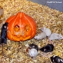 Die vielen gestalteten Kürbisse sind zu Halloween nicht nur Dekoration, sondern eine willkommene Abwechslung auf dem Speiseplan der Mäuse des Zoo Stralsund.