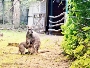 Kängurunachwuchs im Zoo