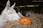 Kein Halloween im Zoo