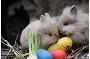 Die Zoobewohner bekommen schon mal ihre ganz eigenen Osterkörbchen. Das traditionelle Osterkörbchensuchen findet am Ostersonntag auf der Osterwiese hinter der Ausstellungshalle statt. Von 10:00 bis 14:00 Uhr können die kleinen Besucher genau wie schon ihre Großeltern auf Körbchensuche gehen.