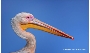 Pelikan, Fotograf: Torsten Gruber