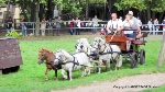 Shetlandponys gehören zu den festen Programmpunkten des Pferdetages im Stralsunder Zoo. In diesem Jahr werden sie von einer Kinderreitgruppe präsentiert.