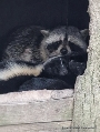 In der neu gestalteten Nordamerikaanlage des Zoos Stralsund herrscht Eintracht über Artgrenzen hinaus. Gemeinsam lassen Waschbär und Stinktier die Besucher an sich vorbeiflanieren.