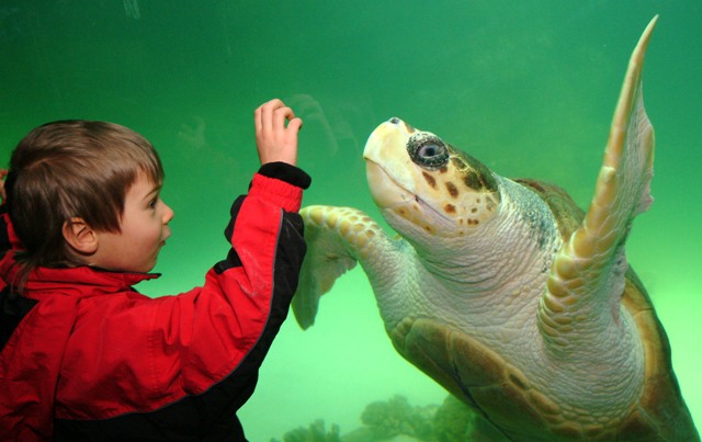 Meeresschildkrötenbecken im Meeresmuseum