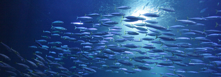 Schooling fish aquarium OZEANEUM