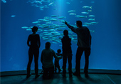 Бассейн со стаями рыб в музее-аквариуме «OZEANEUM», фотограф Johannes-Maria Schlorke